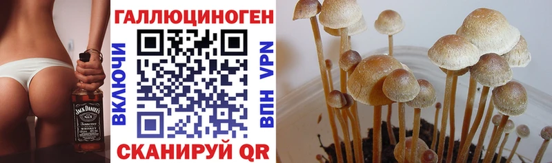Псилоцибиновые грибы Psilocybe  купить наркотики сайты  Осташков 